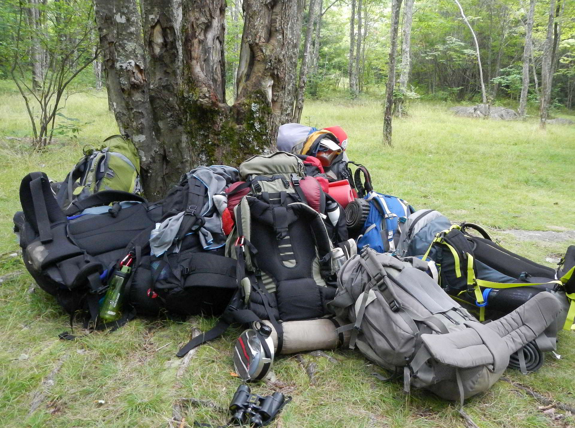 Backpacks leaning against a tree.